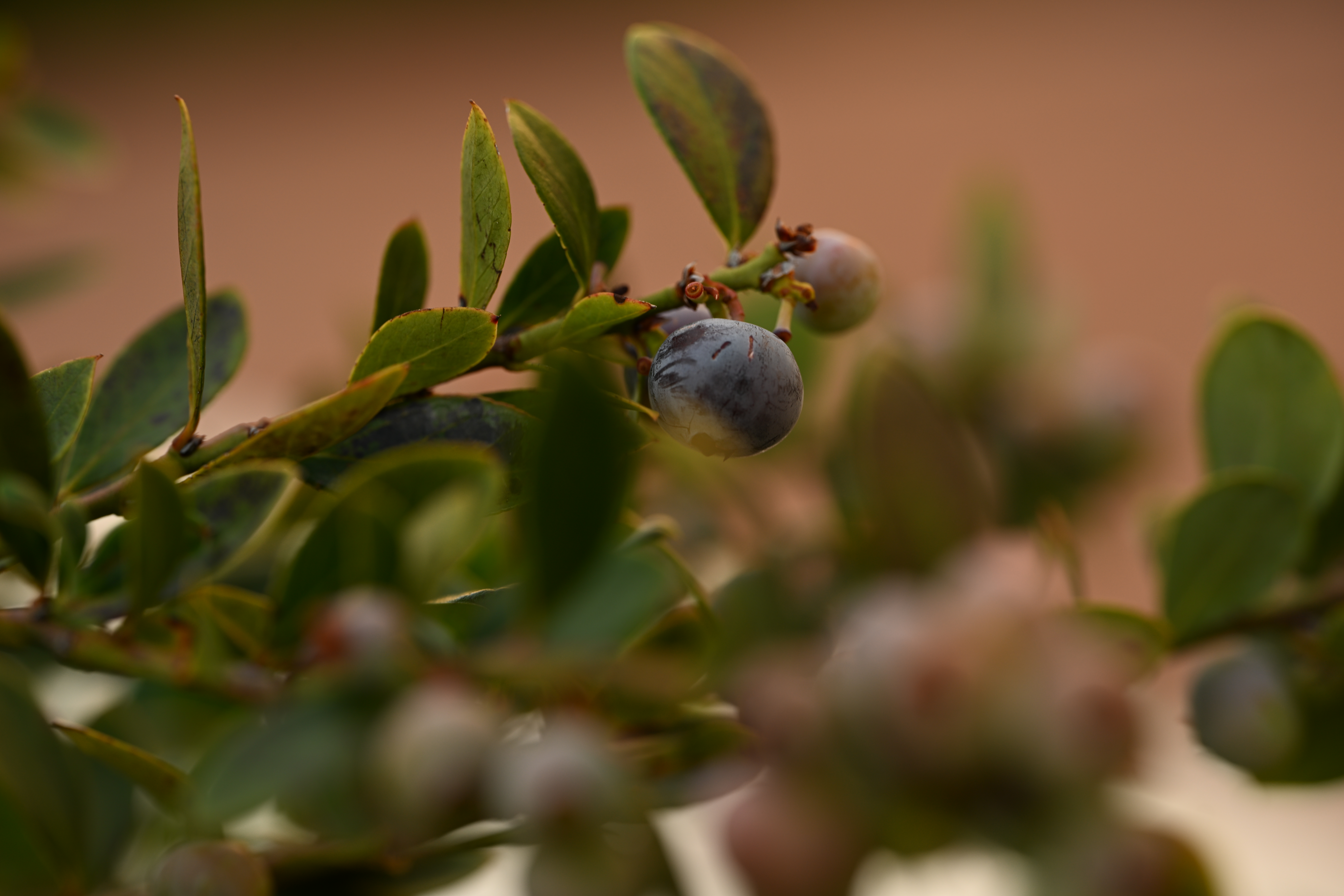 Macro photograph of ripening blueberries on the branch, soft warm light